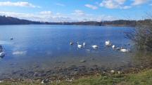 Blick auf den Schotterteich Viehofen (Groer Viehofner See)